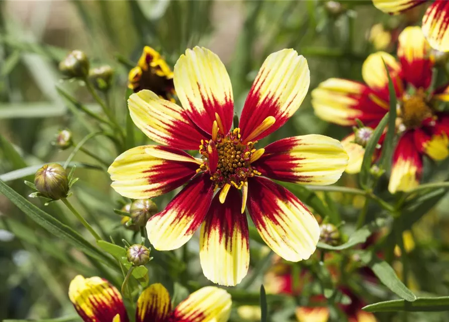 Coreopsis 'Bengal Tiger'