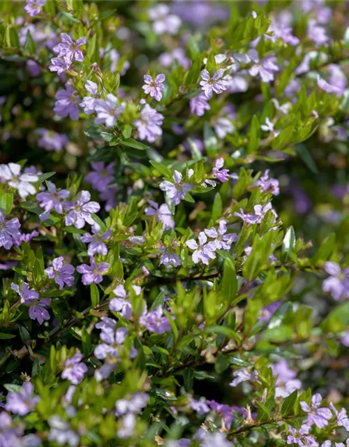 Cuphea hyssopifolia, lila