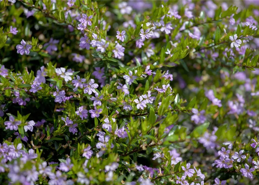 Cuphea hyssopifolia, lila