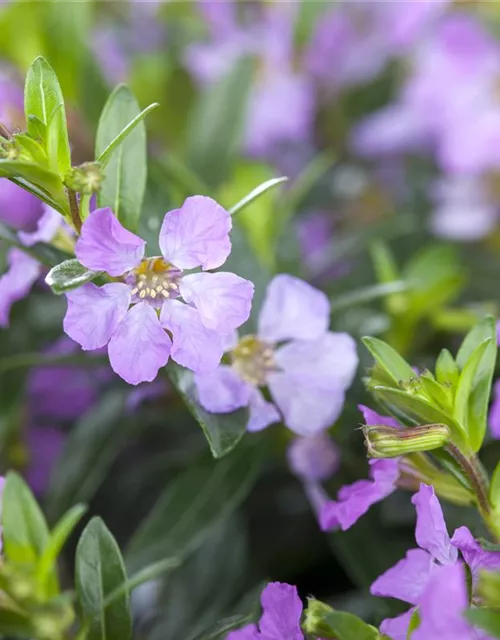Cuphea hyssopifolia, lila
