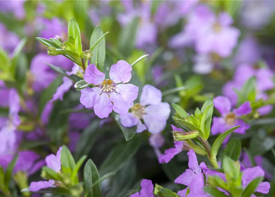 Cuphea hyssopifolia, lila