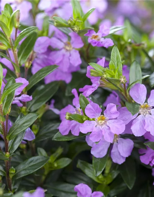 Cuphea hyssopifolia, lila