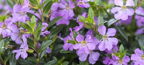 Cuphea hyssopifolia, lila
