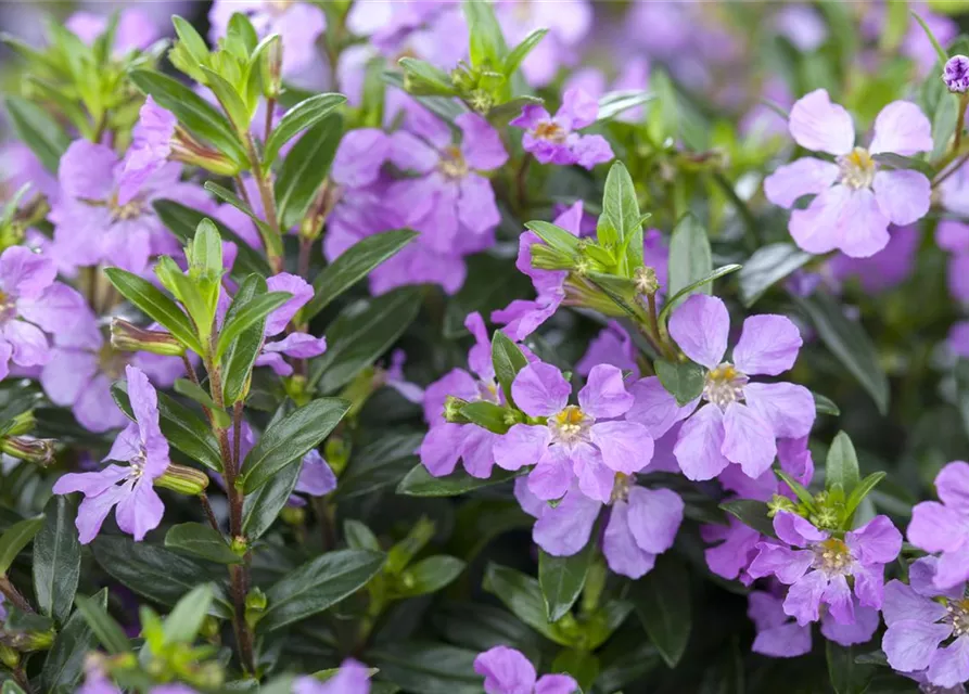 Cuphea hyssopifolia, lila