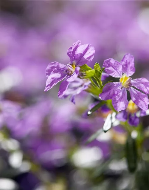 Cuphea hyssopifolia, lila