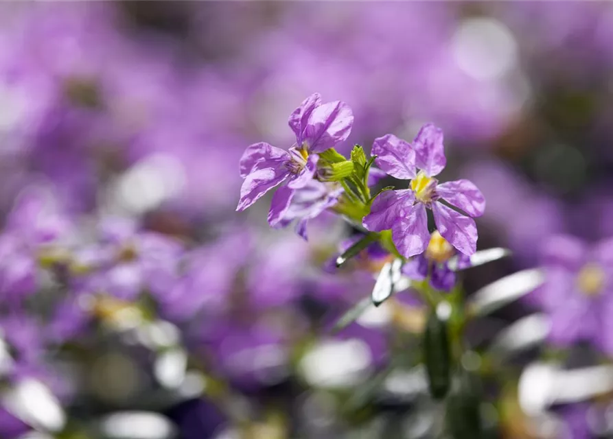 Cuphea hyssopifolia, lila