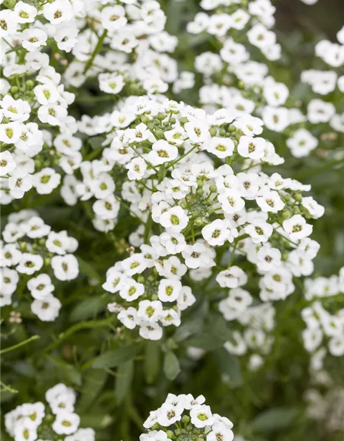 Lobularia maritima 'Snow Princess'
