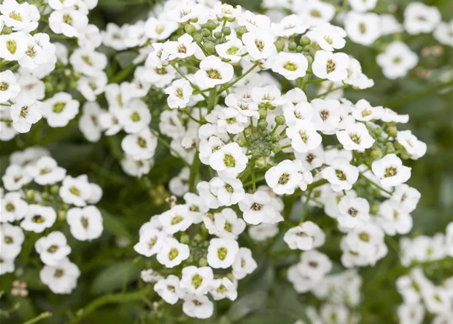 Lobularia maritima 'Snow Princess'