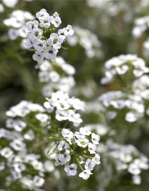 Lobularia maritima 'Snow Princess'