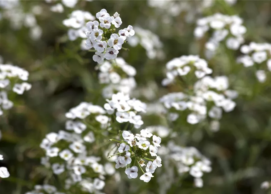 Lobularia maritima 'Snow Princess'