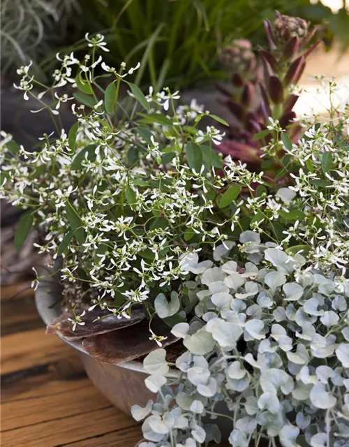 Dichondra 'Silver Falls'
