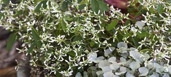 Dichondra 'Silver Falls'