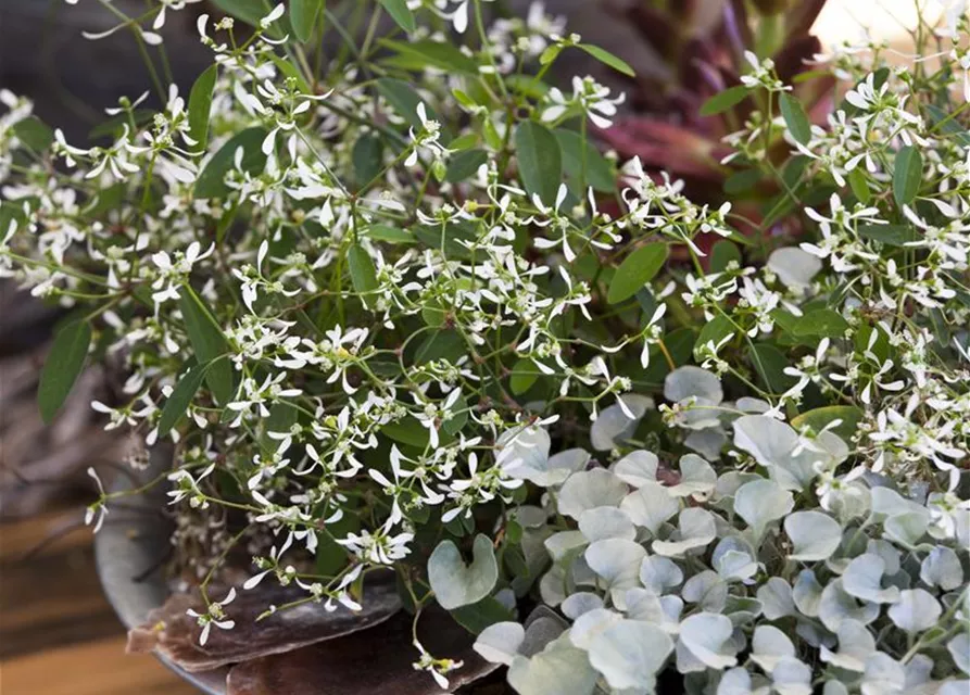 Dichondra 'Silver Falls'