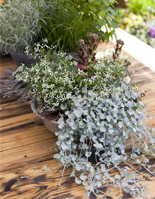 Dichondra 'Silver Falls'