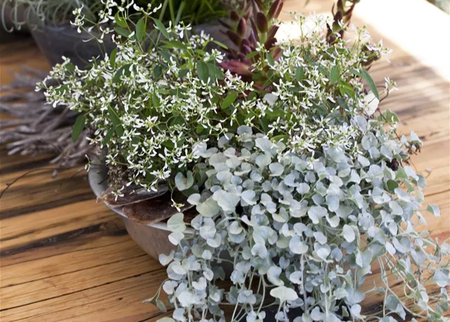 Dichondra 'Silver Falls'