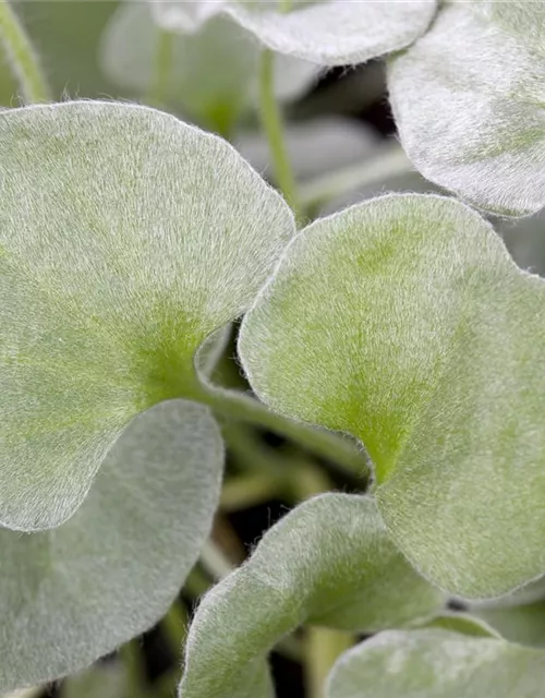 Dichondra 'Silver Falls'