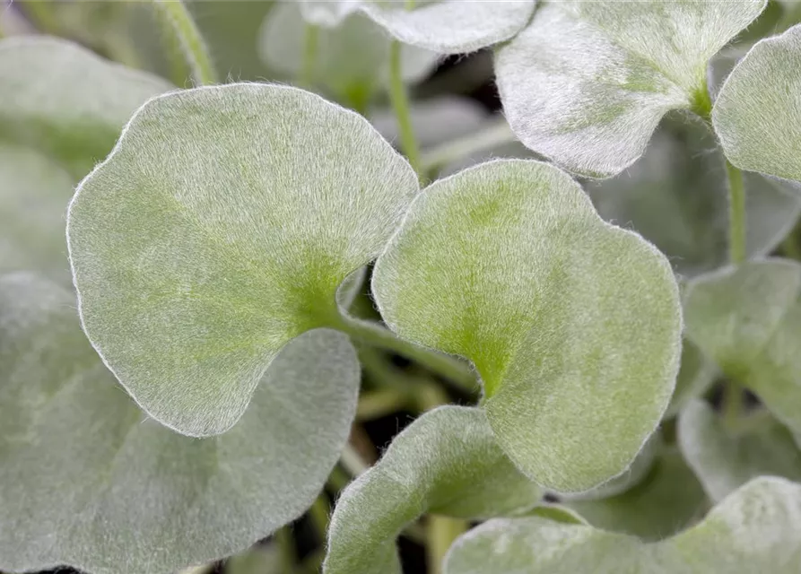 Dichondra 'Silver Falls'