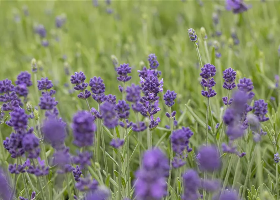 Echter Lavendel 'Hidcote'