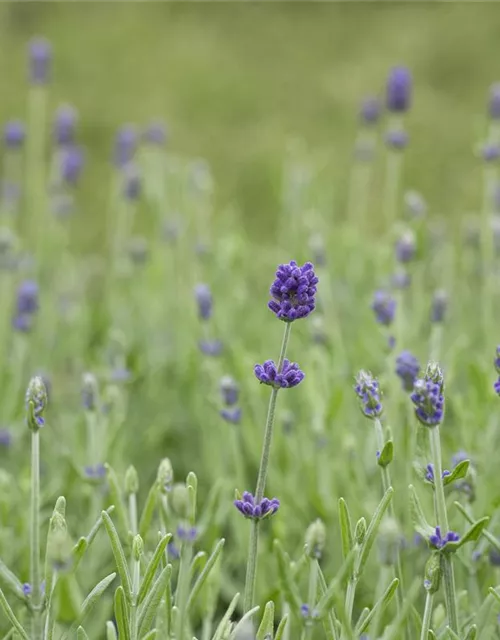 Echter Lavendel 'Hidcote'