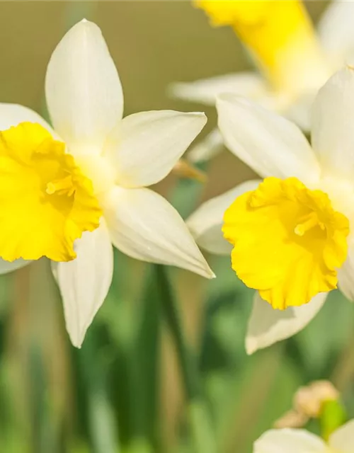 Edelnarzisse 'Topolino'