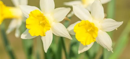 Edelnarzisse 'Topolino'
