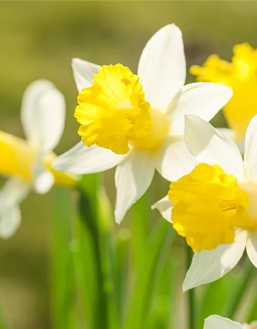 Edelnarzisse 'Topolino'