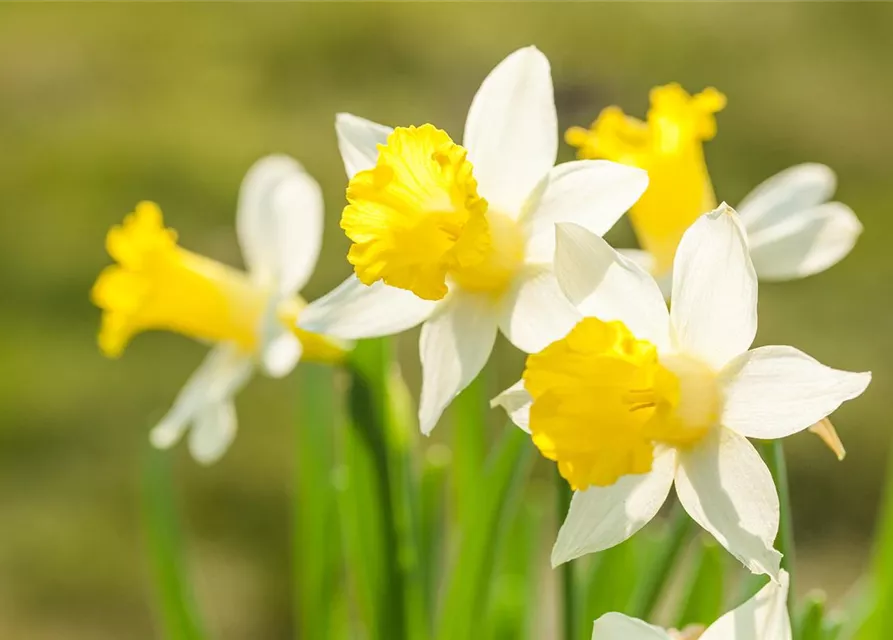 Edelnarzisse 'Topolino'