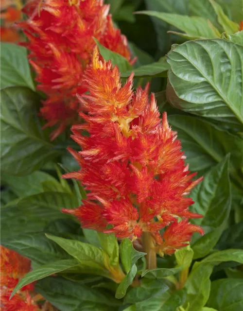 Federbusch 'Fire Red'