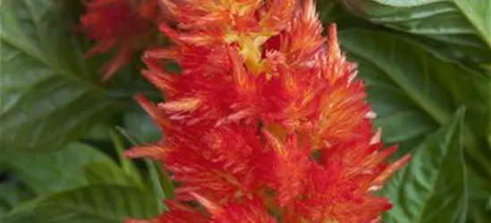 Federbusch 'Fire Red'
