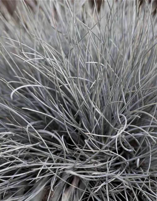 Festuca glauca 'Eisvogel'