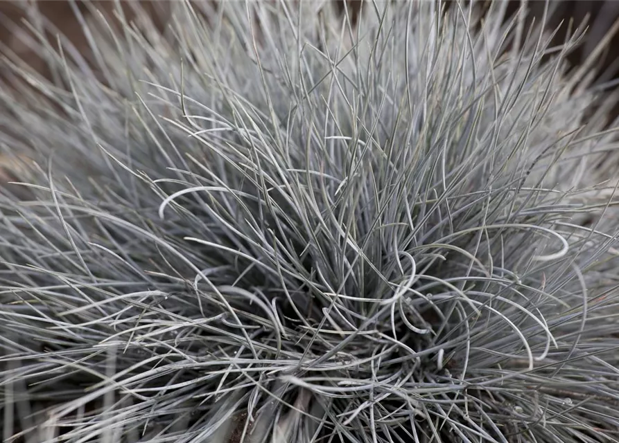 Festuca glauca 'Eisvogel'