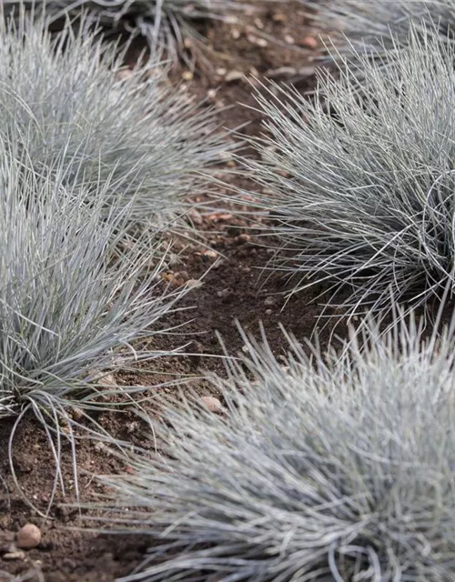 Festuca glauca 'Eisvogel'