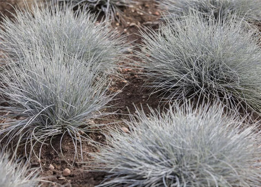 Festuca glauca 'Eisvogel'