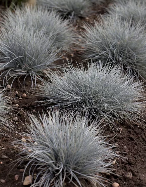 Festuca glauca 'Eisvogel'