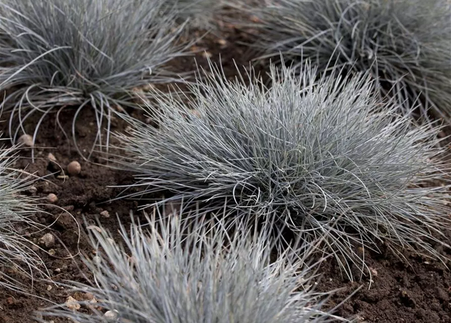 Festuca glauca 'Eisvogel'