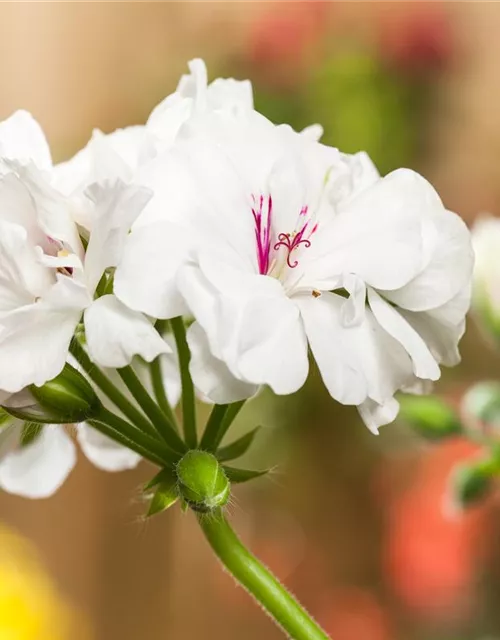 Geranie stehend 'Isabella'