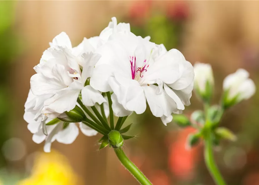 Geranie stehend 'Isabella'