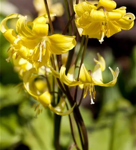 Forellenlilie 'Pagoda'