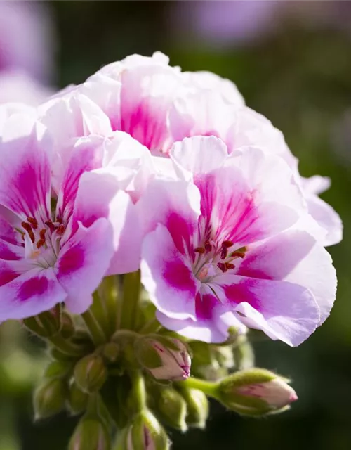 Geranie stehend 'Kristiana'