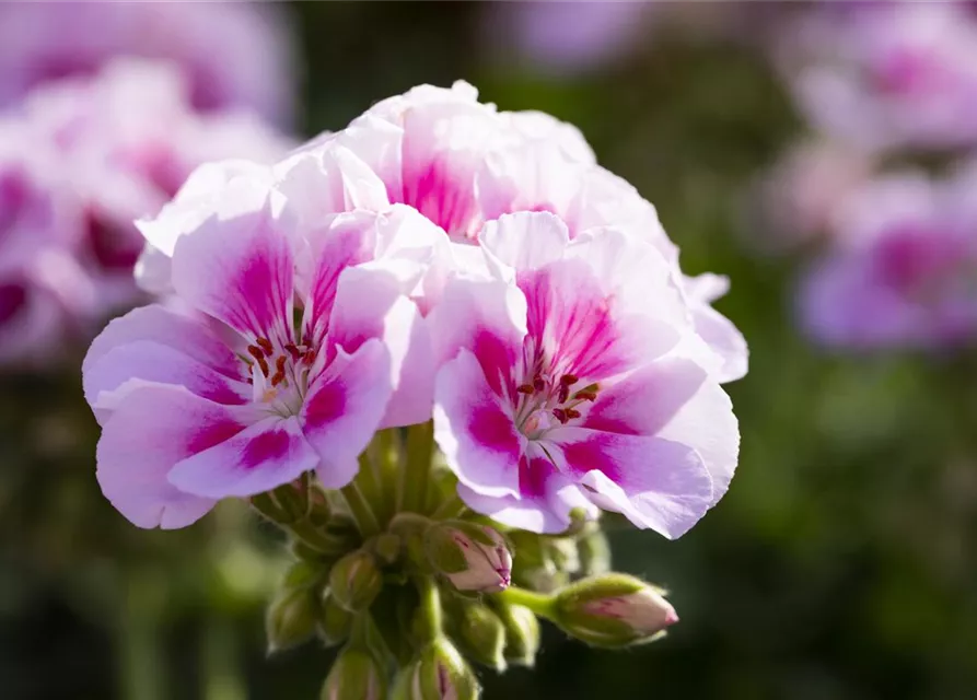 Geranie stehend 'Kristiana'