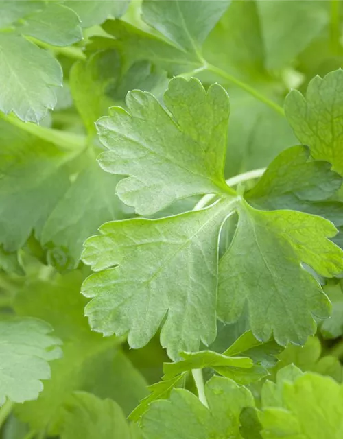 Glatte Petersilie 'Gigante di Napoli'