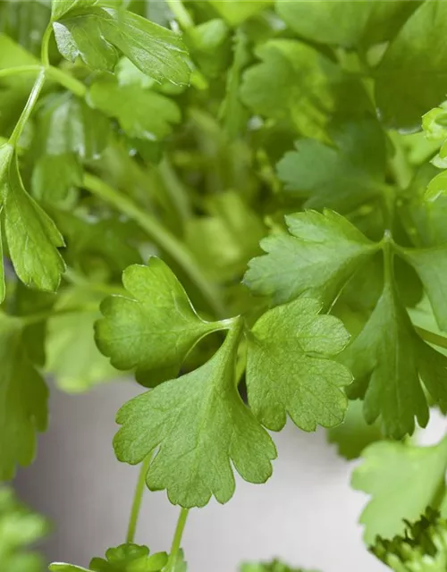Glatte Petersilie 'Gigante di Napoli'