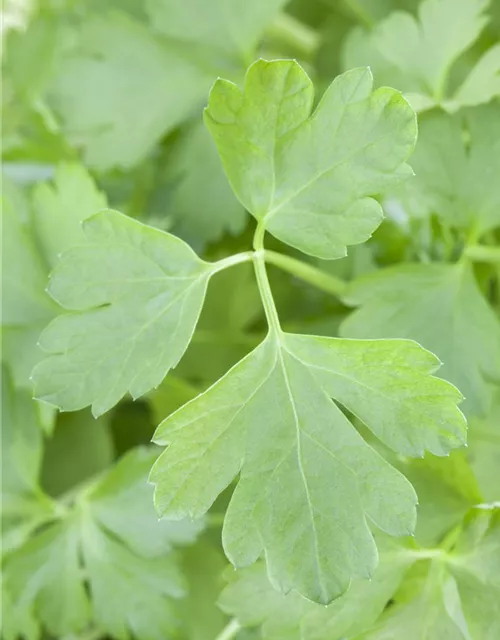 Glatte Petersilie 'Gigante di Napoli'