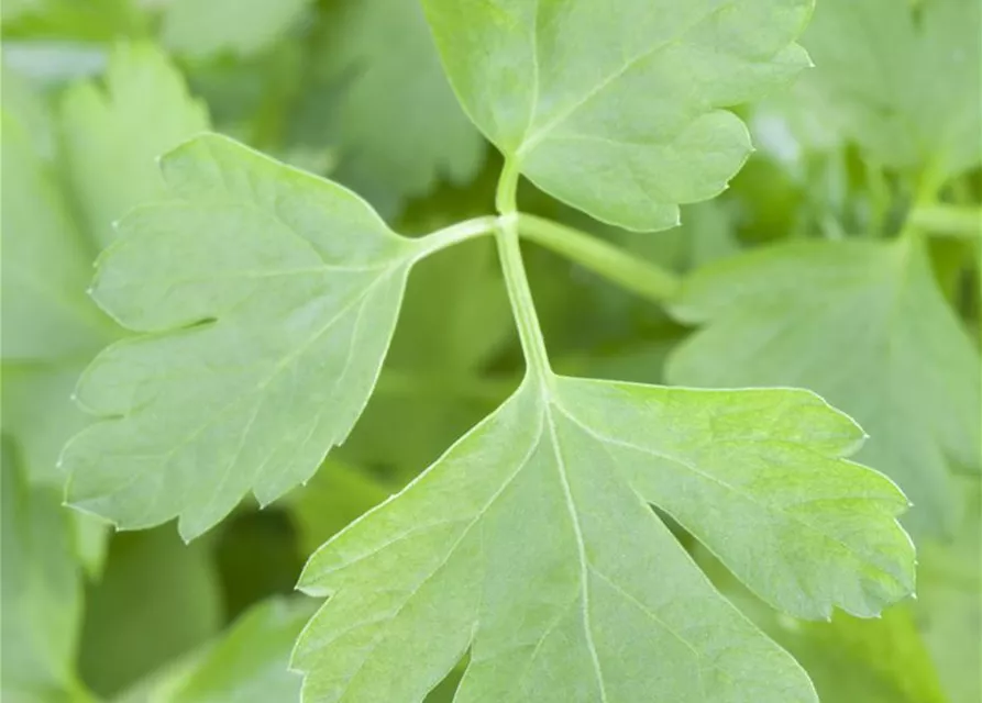 Glatte Petersilie 'Gigante di Napoli'