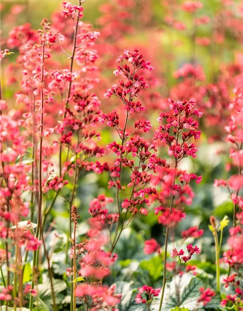 Heuchera 'Paris'
