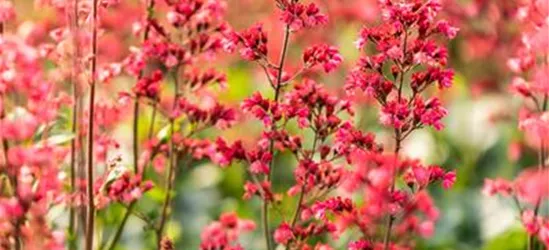 Heuchera 'Paris'