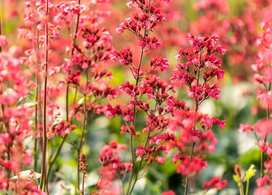 Heuchera 'Paris'