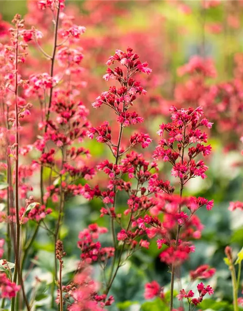 Heuchera 'Paris'