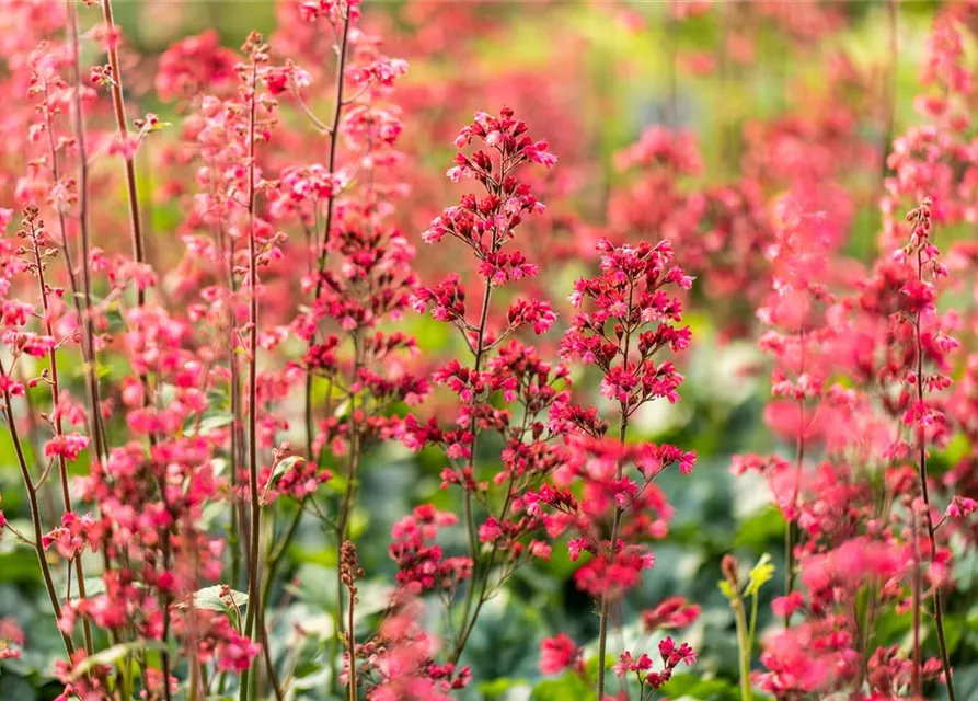 Heuchera 'Paris'