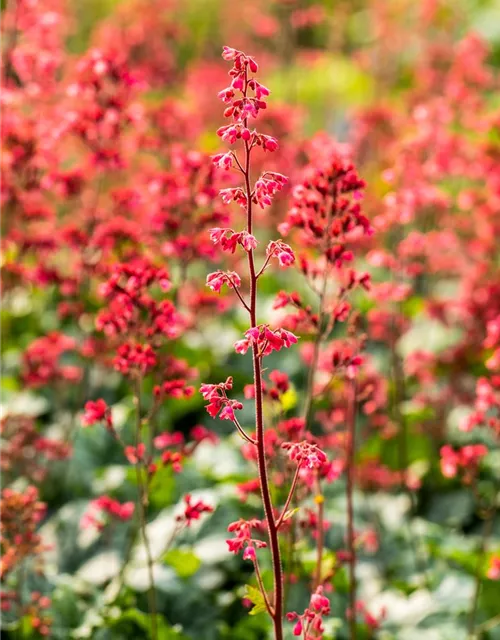 Heuchera 'Paris'